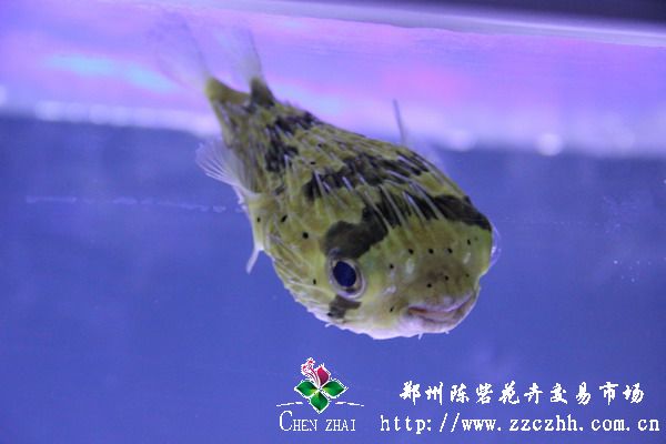 刺豚魚