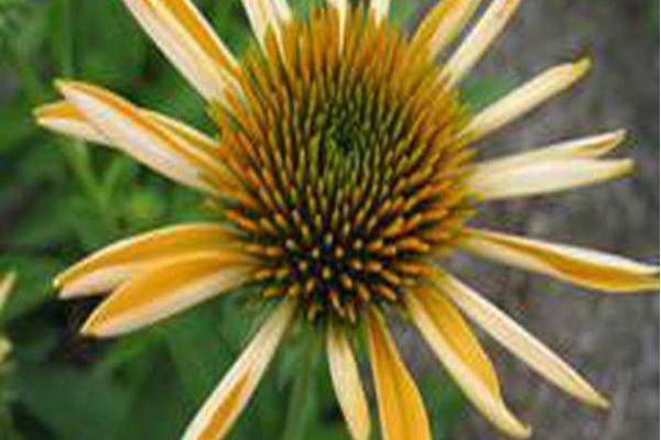 Echinacea \x27Matthew Saul\x27 BIG SKY HARVEST MOON