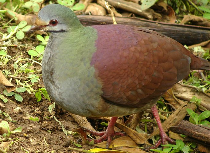 黃額鶉鳩