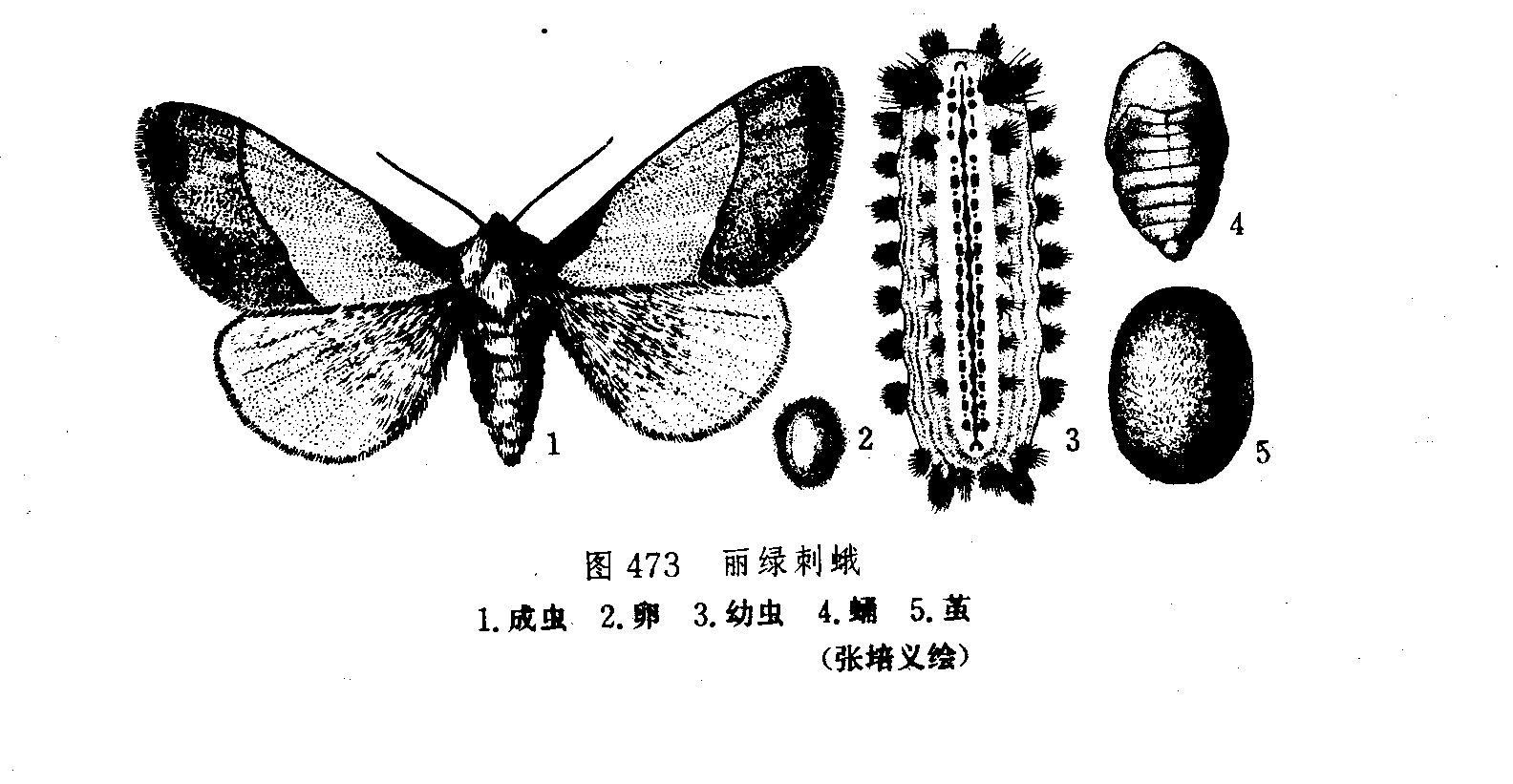 麗綠刺娥