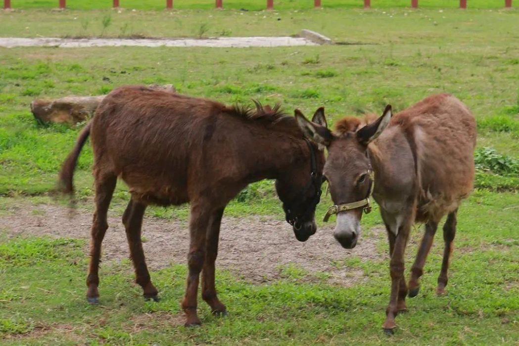 廣東大蟲生態動物樂園