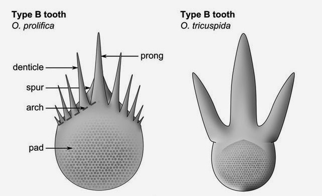 兩種奧托蟲咽齒的差異
