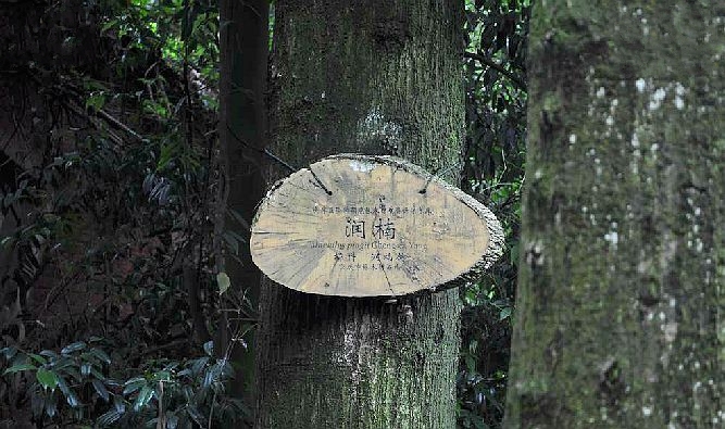 潤楠歌樂山群體