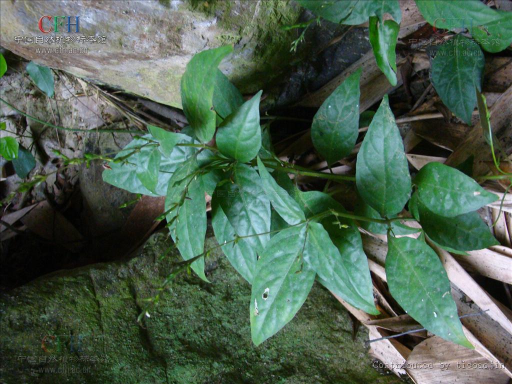 鐘花草(植物)