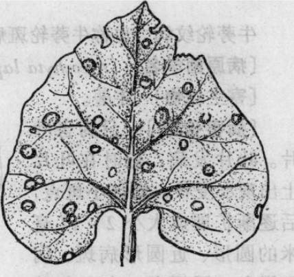 牛蒡輪紋病