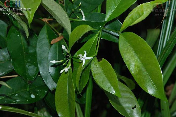 南山花(三角瓣花)