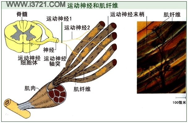 不隨意運動