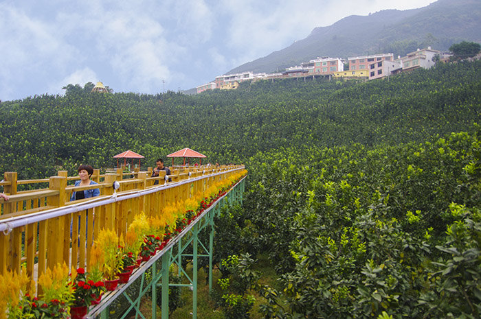 高寨村(雲南省玉溪紅塔區洛河鄉高寨村)