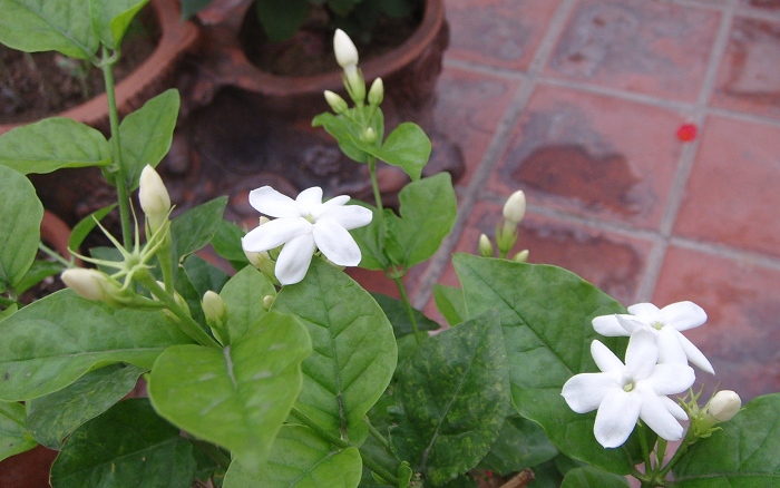 雙瓣茉莉