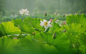 蓮花博覽園