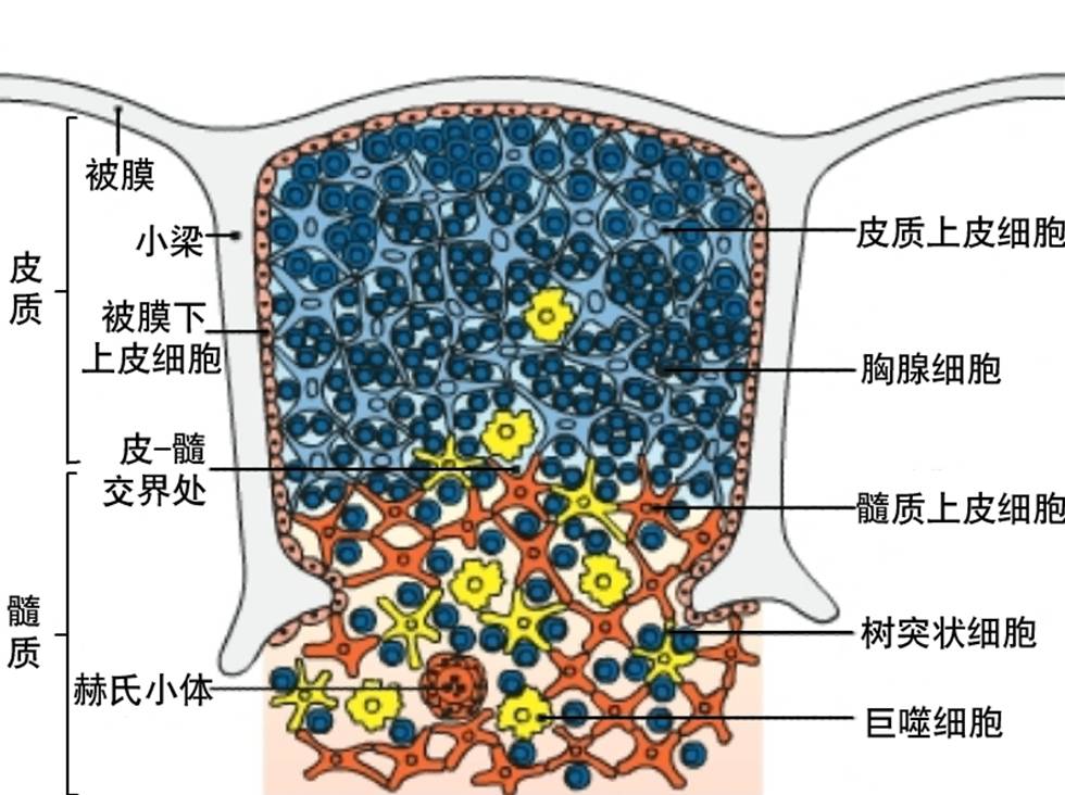 赫氏小體