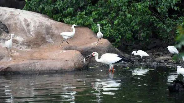 合肥野生動物園