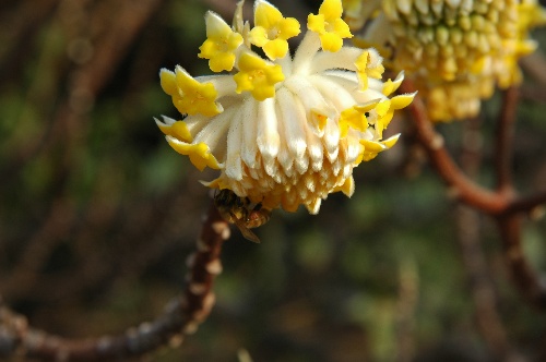 結香花