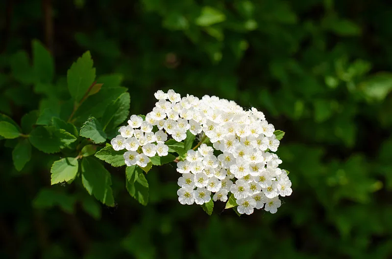 繡線菊