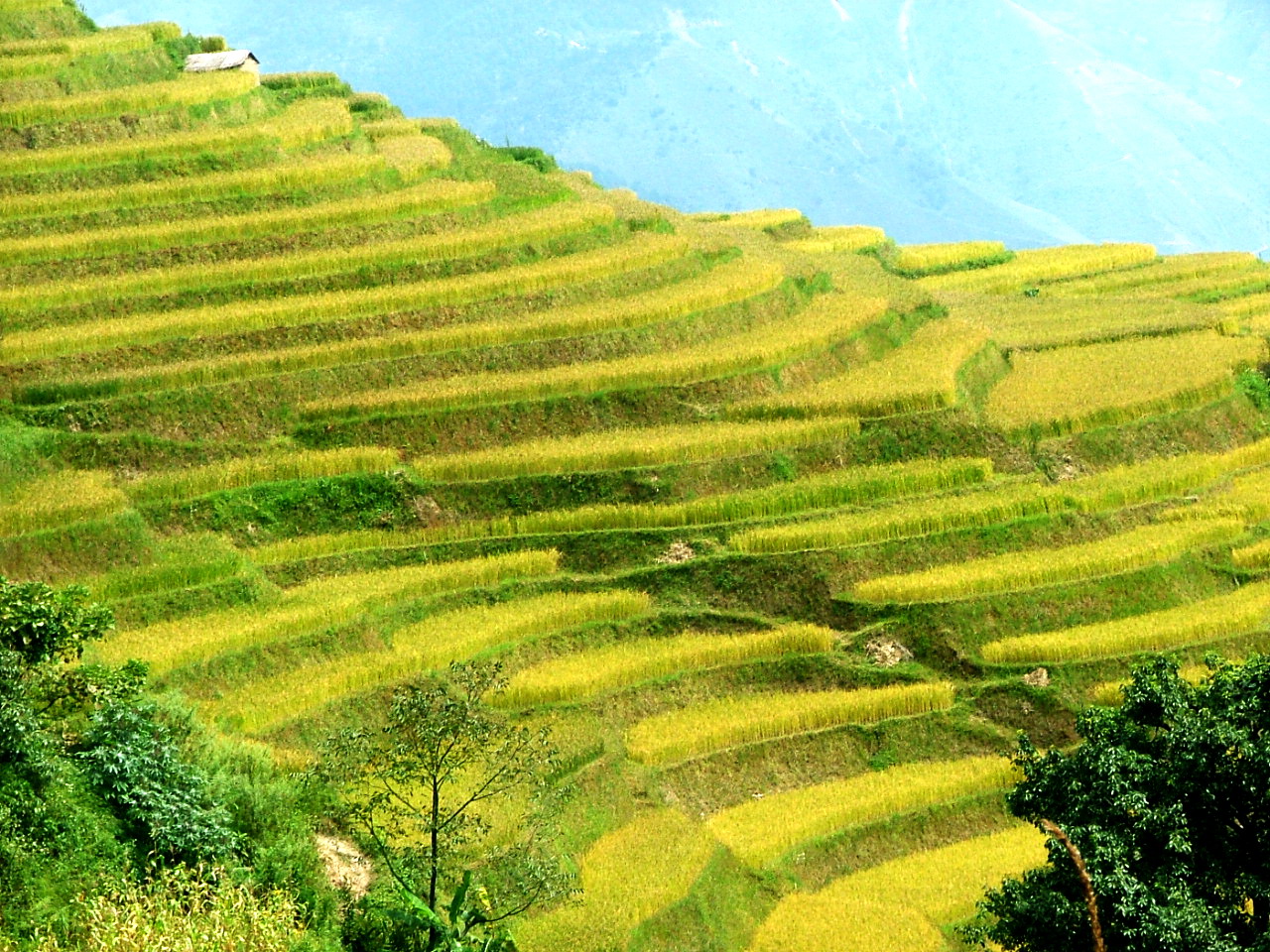 陳家屲山