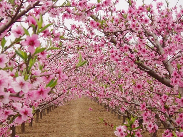 溫州桃花島