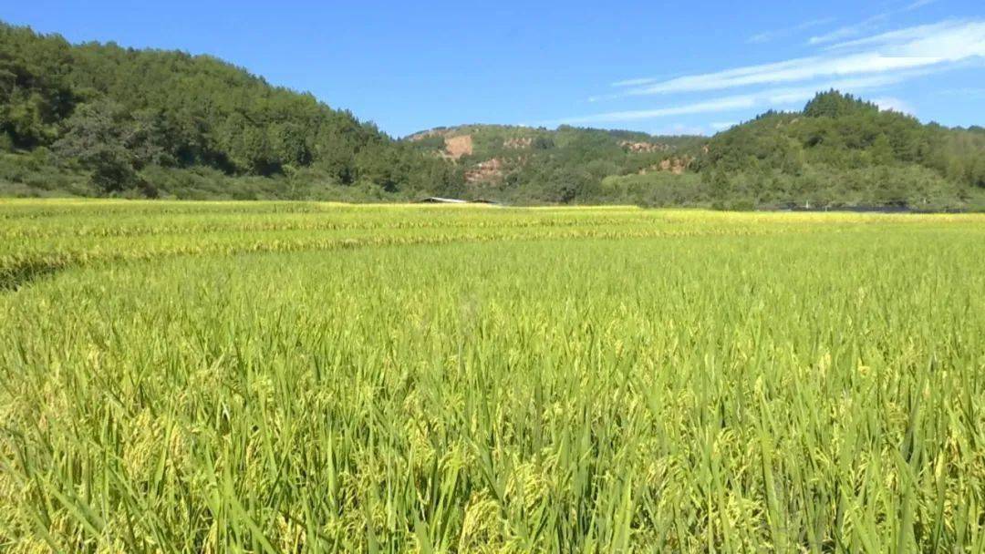 下油古嶺村