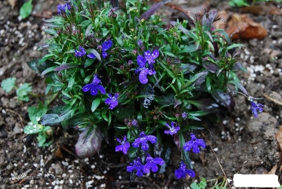 長萼狹葉山梗菜