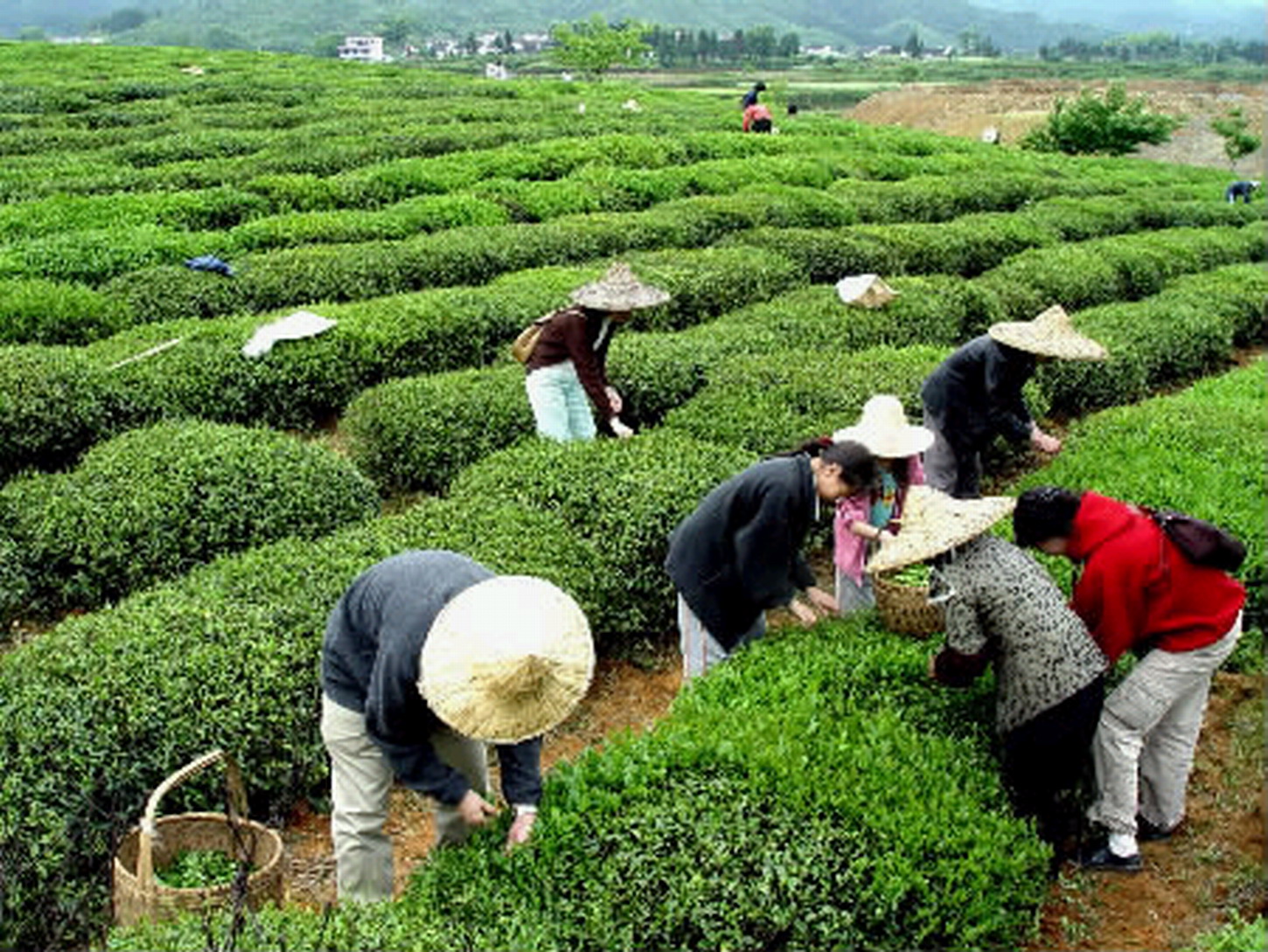 永新崖霧茶