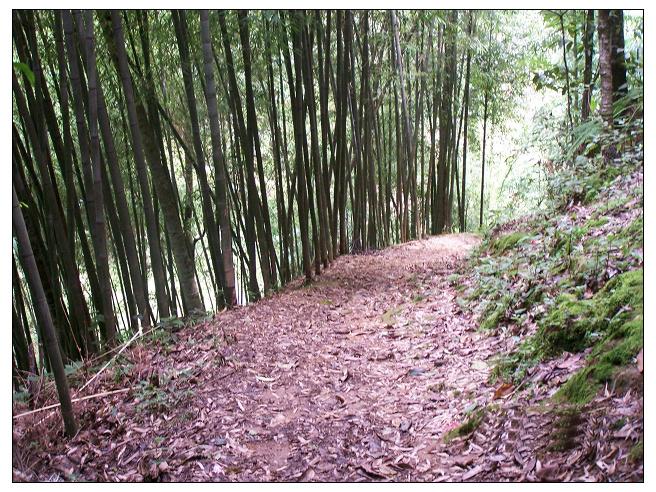 核果坡自然村村內山道