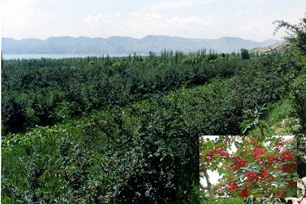 河灘鎮花椒基地