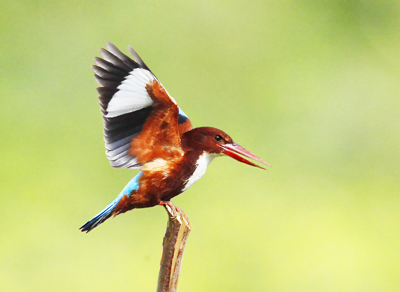 白胸森鳩