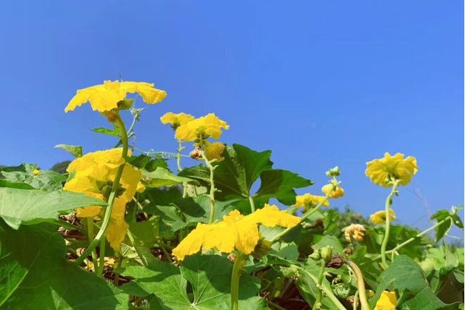 新婦花科(花莖草科)