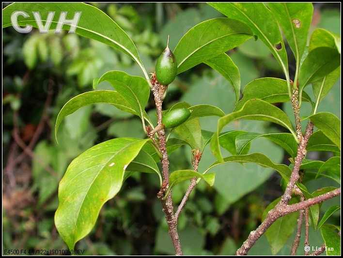 鐵欖屬植物