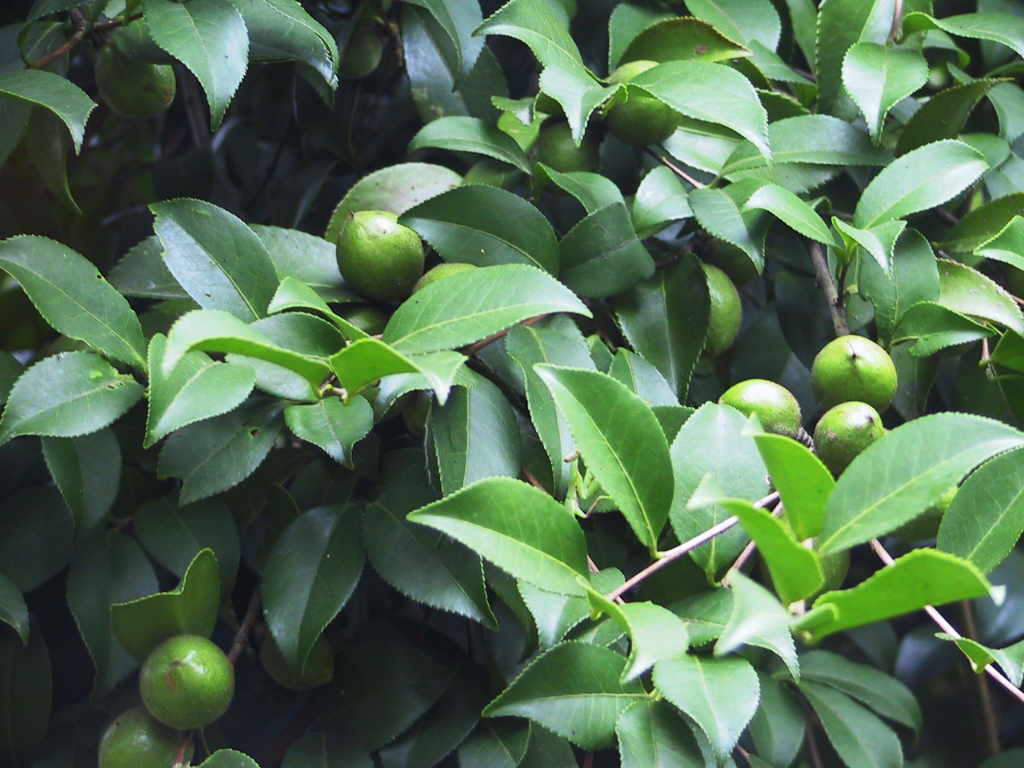 德圳鄉油茶林