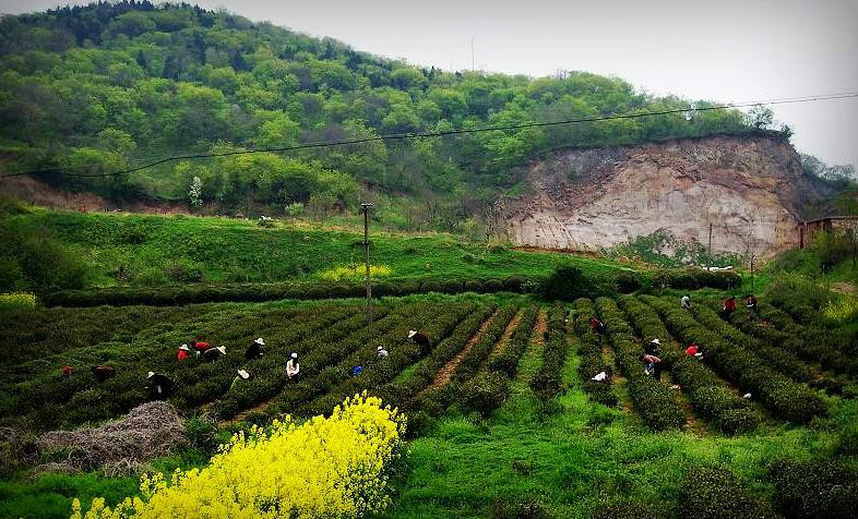 綠楊春茶園