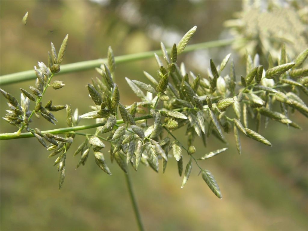 小畫眉草