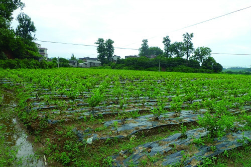 田心窩村(雲南省臨滄市鳳慶縣鳳山鎮田心窩村)