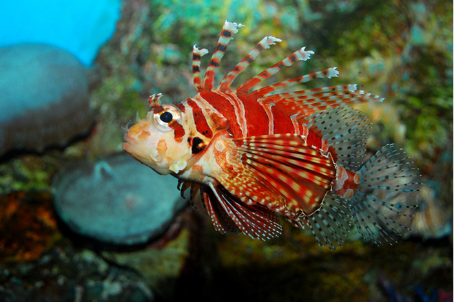 紐氏副獅子魚