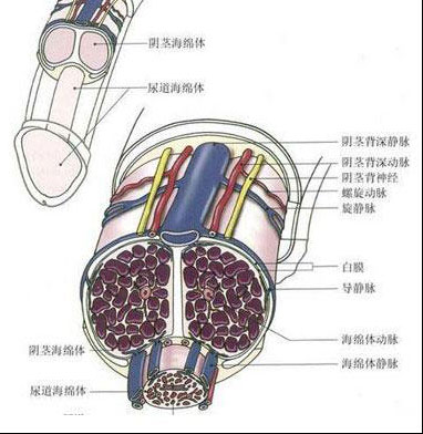 選擇性陰莖背神經切斷術