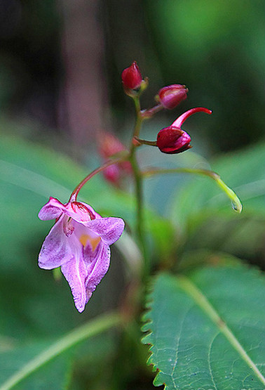 棣慕華鳳仙花