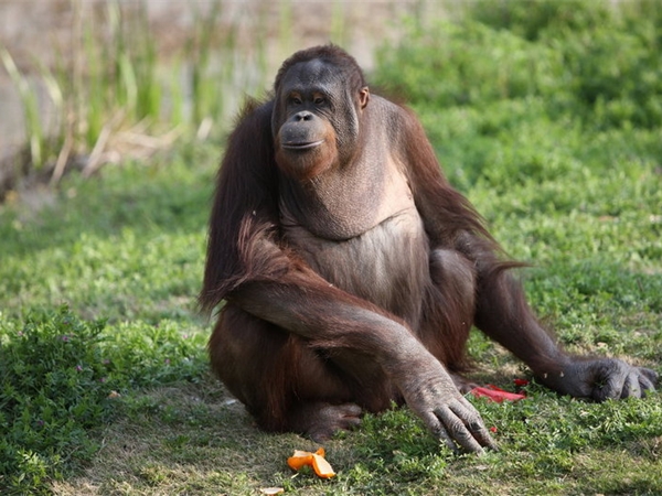 上海野生動物園