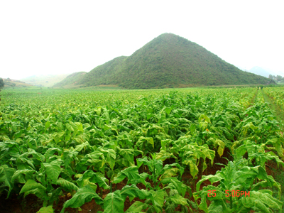 維摩彝族鄉烤菸標準化示範種植基地