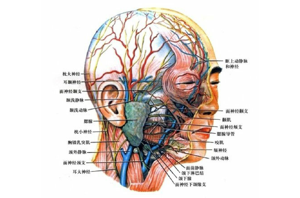 面部神經