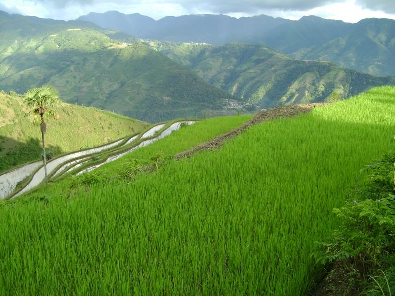 村中田園