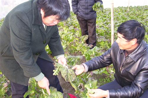 大豫鎮一批“六進農家”指導員活躍田頭