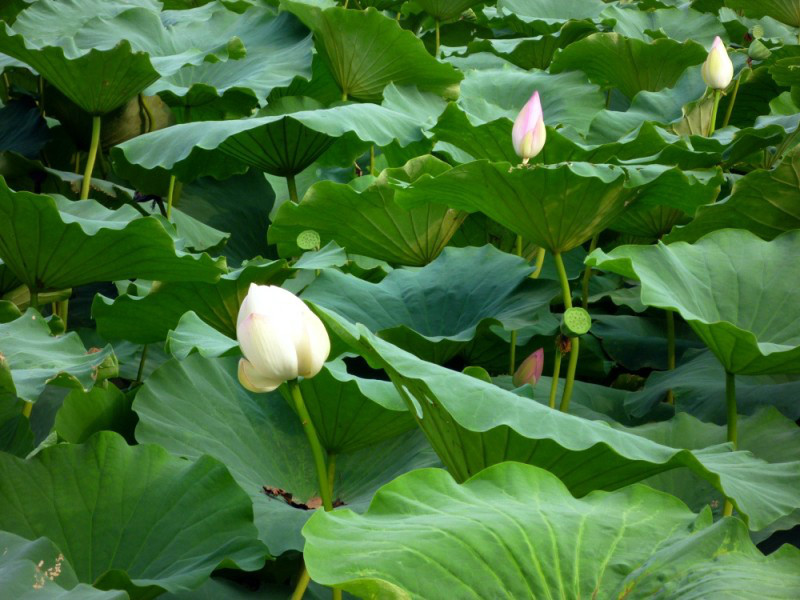 魏灣鎮(山東省菏澤市曹縣下轄鎮)