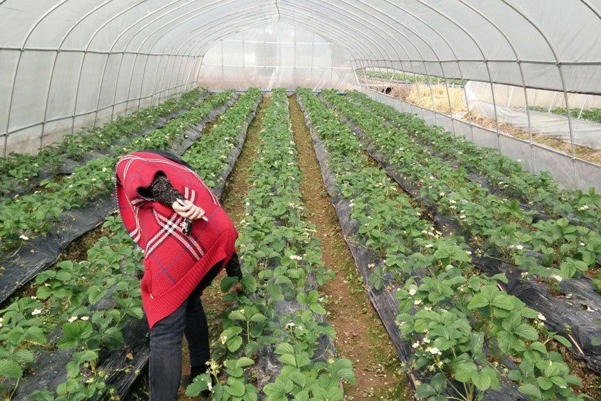 卡拉草莓莊園