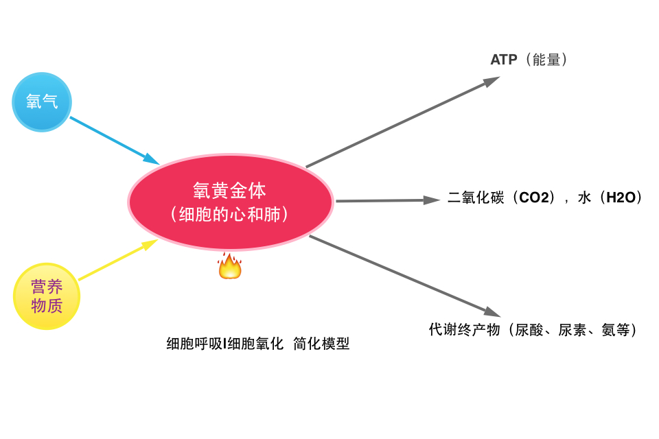 細胞氧化