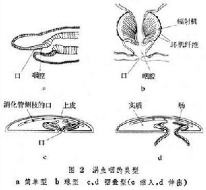 渦蟲綱