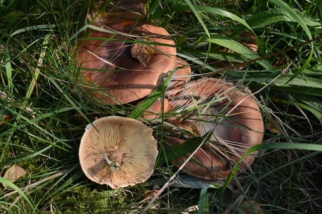 Tricholoma fulvum