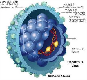 抗-HBs