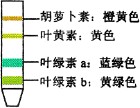 紙層析法