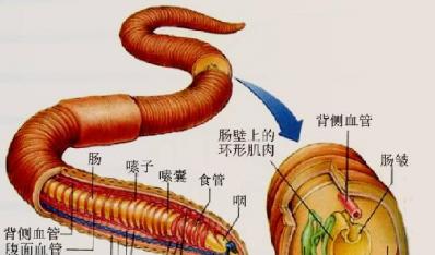 鵪鶉球蟲病