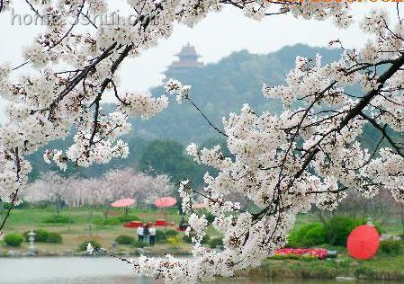 武漢東湖磨山櫻園