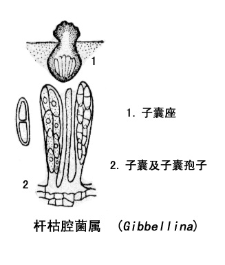 腔菌綱